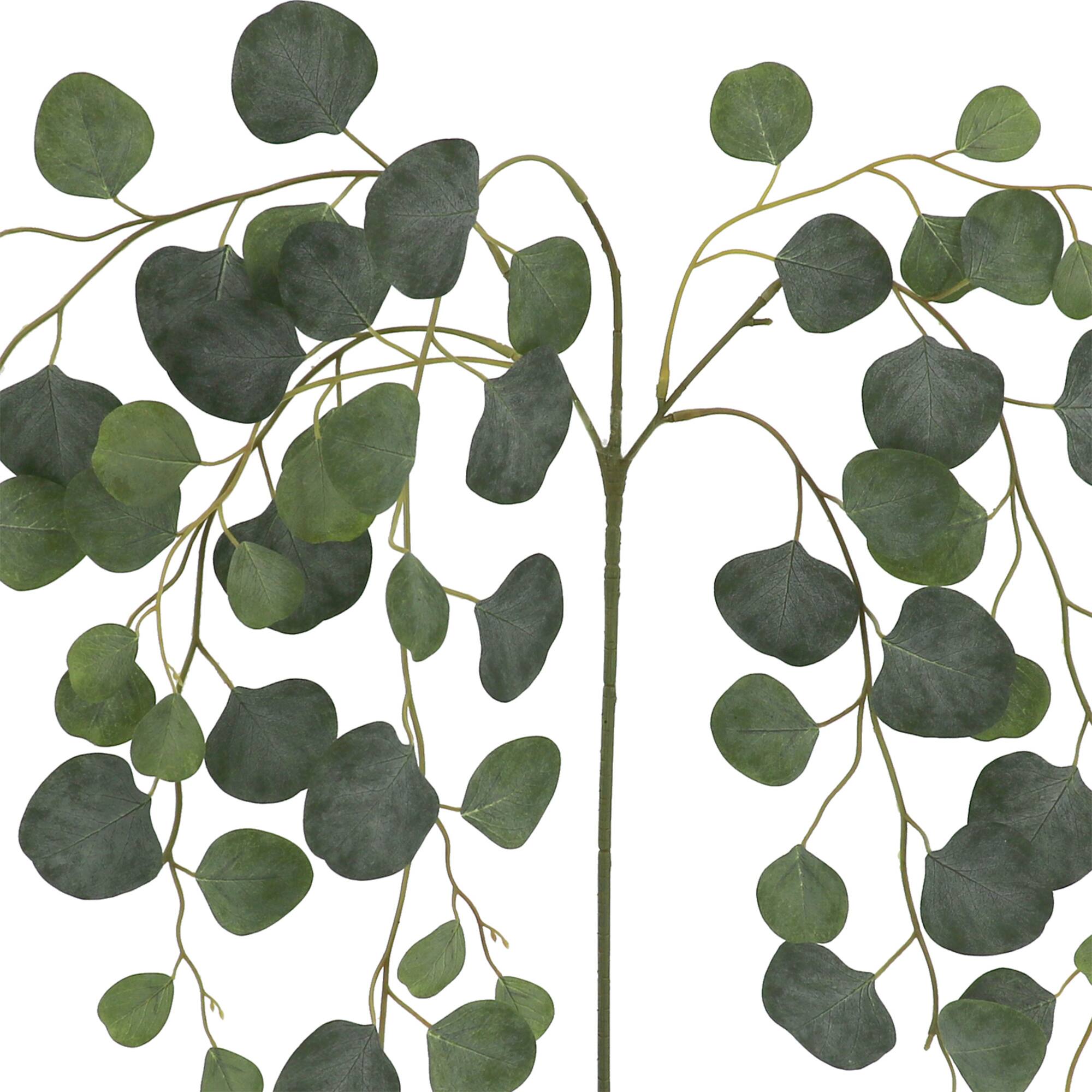 6 Pack: 24" Round Eucalyptus Stem by Ashland®